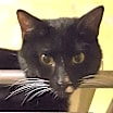 Thumbnail photo of Echo #1