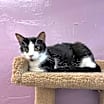 Thumbnail photo of Daphnie #2