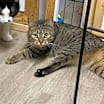 Thumbnail photo of Dottie #2