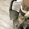 Thumbnail photo of Dottie #3