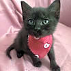 Thumbnail photo of Milu #1