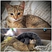 Thumbnail photo of Nalya #1