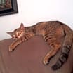 Thumbnail photo of Nalya #4