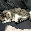 Thumbnail photo of Chester & Freddy - bonded! #2