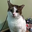 Thumbnail photo of Chester & Freddy - bonded! #4
