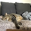 Thumbnail photo of Montgomery *MUST BE ADOPTED WI #1