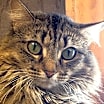 Thumbnail photo of Fern #1