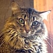 Thumbnail photo of Fern #2