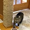 Thumbnail photo of Fern #4