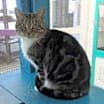 Thumbnail photo of Molly #1
