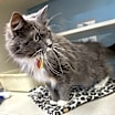 Thumbnail photo of Abby - AVAILABLE #3