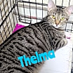Thumbnail photo of Thelma #1