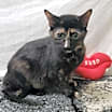 Thumbnail photo of Uno #1