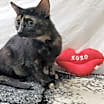 Thumbnail photo of Uno #2