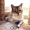 Thumbnail photo of Phoebe #1