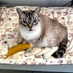 Thumbnail photo of Phoebe #2