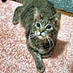 Thumbnail photo of Alfie #1