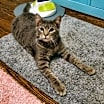 Thumbnail photo of Alfie #2
