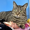 Thumbnail photo of Tabby #1