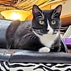 Thumbnail photo of Buttons #1