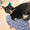 Thumbnail photo of Buttons #2