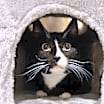 Thumbnail photo of Buttons #4