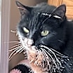 Thumbnail photo of Quasi #3