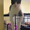 Thumbnail photo of Gato #1