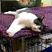 Thumbnail photo of Gato #2