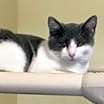 Thumbnail photo of Gato #3