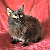 Thumbnail photo of Samara #3