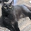 Thumbnail photo of Samara #4