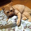 Thumbnail photo of Francis #2