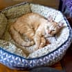 Thumbnail photo of Francis #3