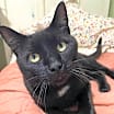 Thumbnail photo of Stitch #1