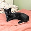 Thumbnail photo of Stitch #3