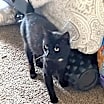 Thumbnail photo of Stitch #4