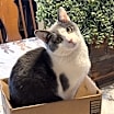 Thumbnail photo of Scooch 7-11 #1