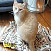 Thumbnail photo of Cassius #1