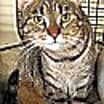 Thumbnail photo of Savannah #2