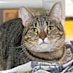Thumbnail photo of Savannah #3