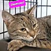 Thumbnail photo of Diamond #1