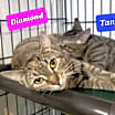 Thumbnail photo of Diamond #2