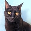 Thumbnail photo of Midnight #1