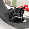 Thumbnail photo of Cosmos #4