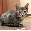 Thumbnail photo of Iris #1