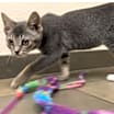 Thumbnail photo of Iris #2