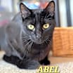 Thumbnail photo of ABEL #1