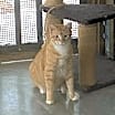 Thumbnail photo of Sherbert #2
