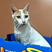 Thumbnail photo of TANGO #1